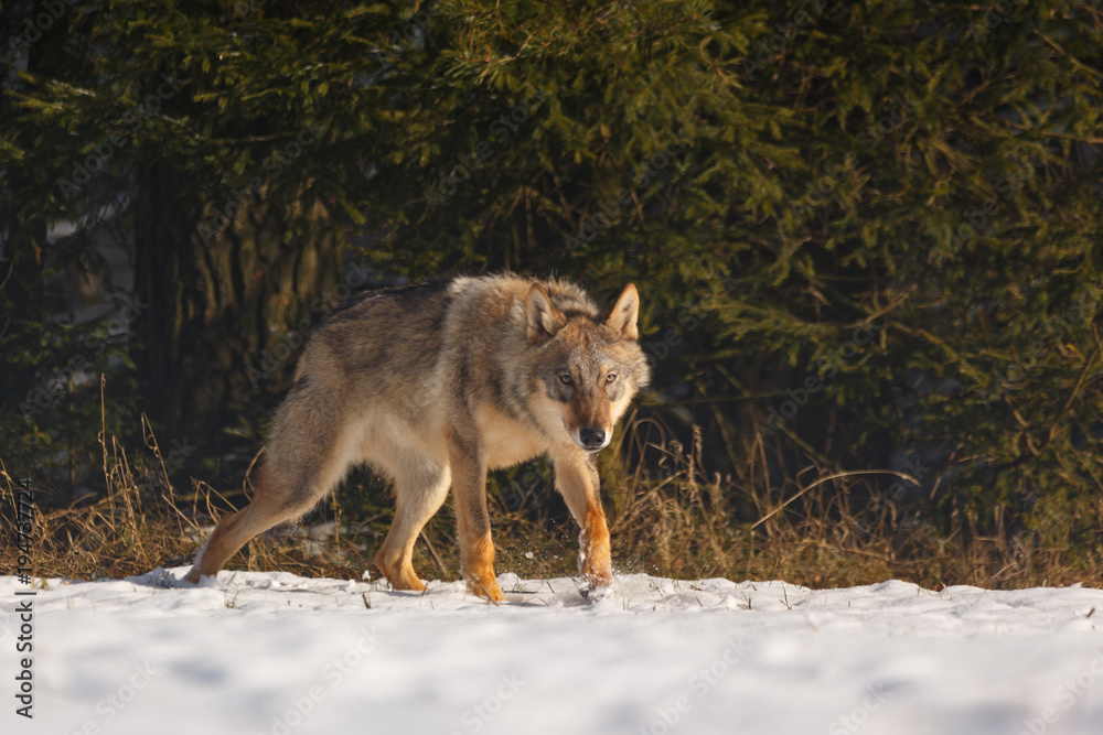 Naklejka premium Wolf im Winter