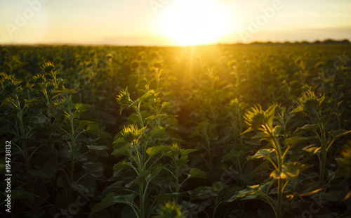 The Beautiful Sunflowers Garden. Field Of Blooming Sunflowers On A Background Sunset. The Best View Of Sunflower In bloom. Organic And Natural Flower Background. Agricultural On Sunny Day.  