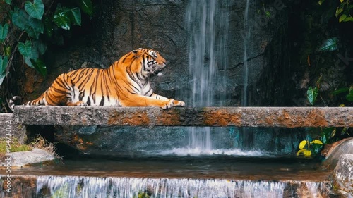 The tiger lies on the rock near the waterfall. Khao Kheow Open Zoo. Thailand. Bengal Tiger in deep wild, animal. Jungle concept. photo