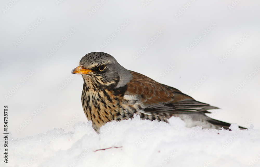 Fototapeta premium Fieldfare on snow, Turdus pilaris