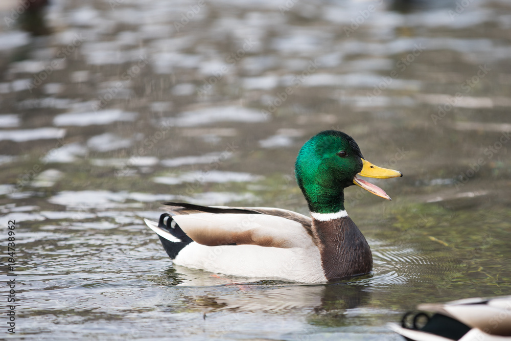 Fototapeta premium Stockente mit offenen Schnabel