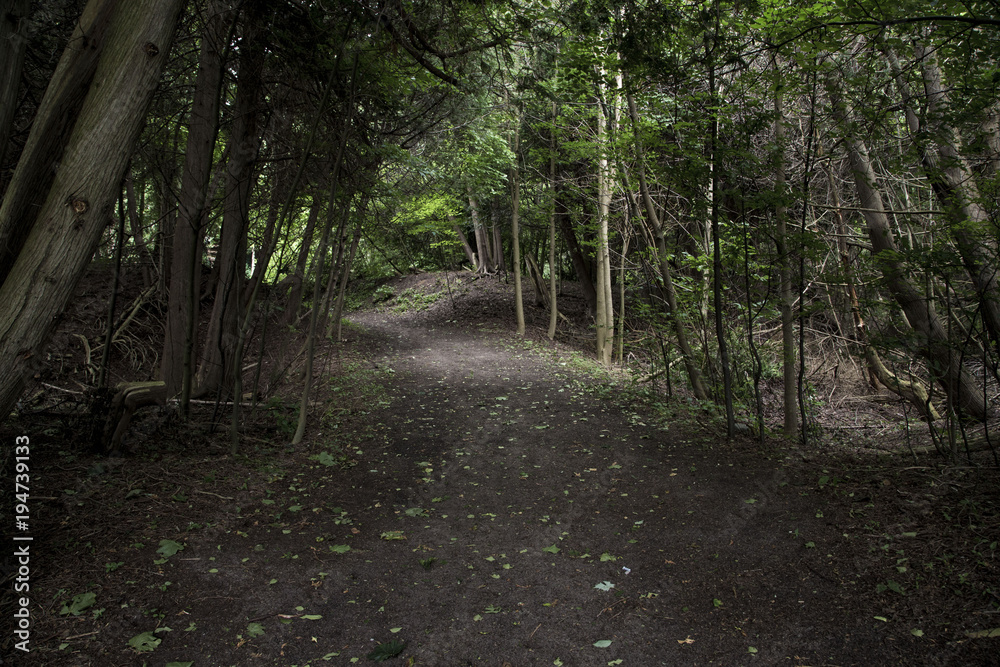 Fototapeta premium sun patches on a empty forest path