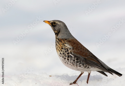 Fieldfare on snow, Turdus pilaris