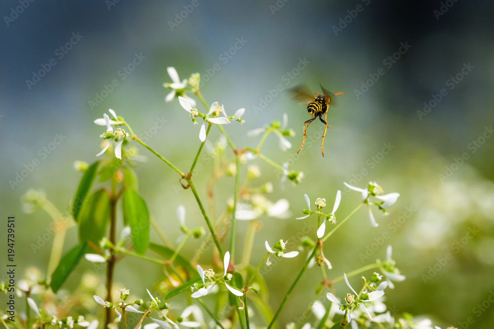 Bee colecting nectar from Euphorbia plant Bee colecting nectar from Euphorbia plant
