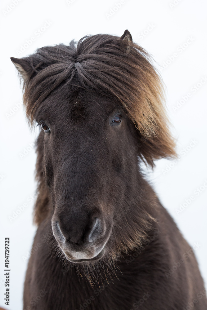 Fototapeta premium Portrait eines jungen Islandpferds mit dicker Mähne