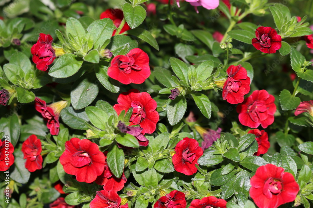 Minifuchsie Minifuchsie