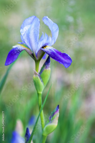 Blue iris flower close-up outdoors