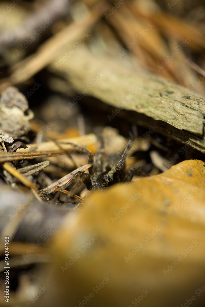 Spinne Spinne