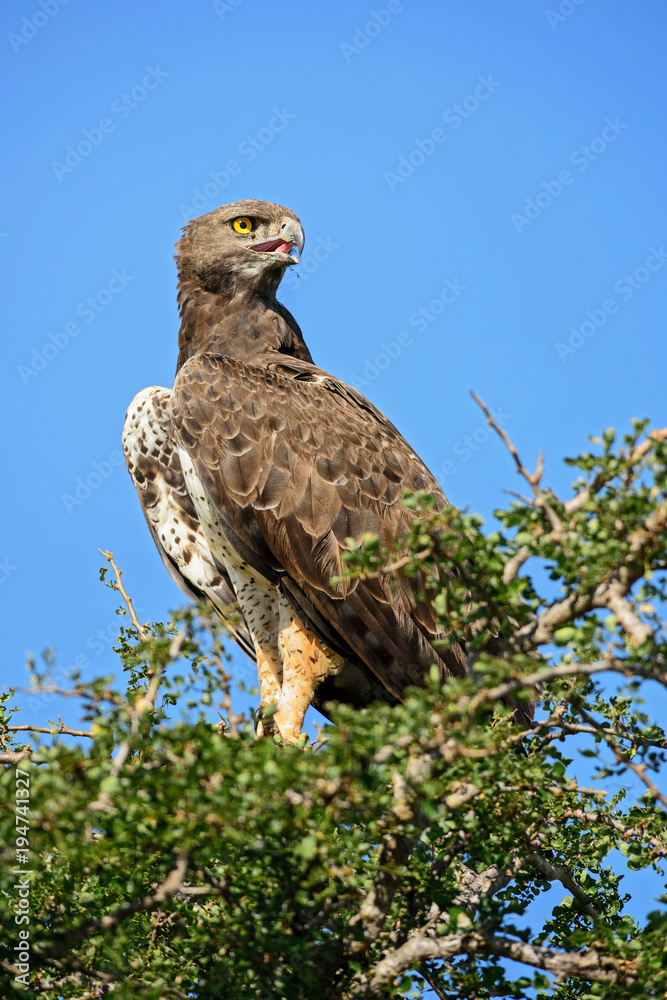 Naklejka premium Martial Eagle - Polemaetus bellicosus, large colourful eagle from Kenya, Taita hills reserve.