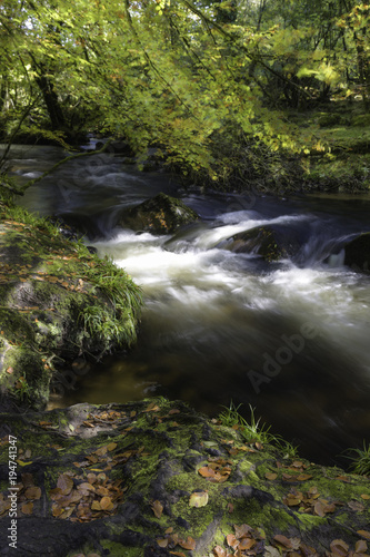 Autumn colors at Golitha Falls  Cornwall