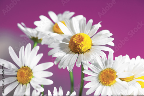 Chamomile among flowers