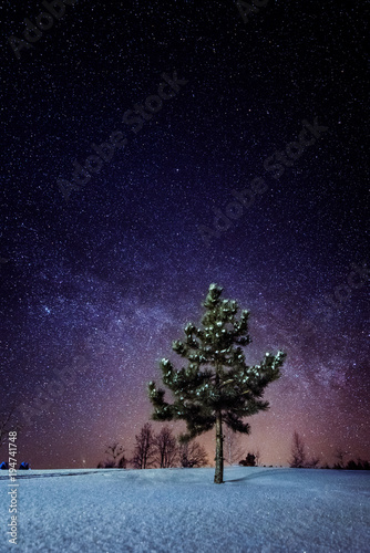 Milky way behind pine tree in winter
