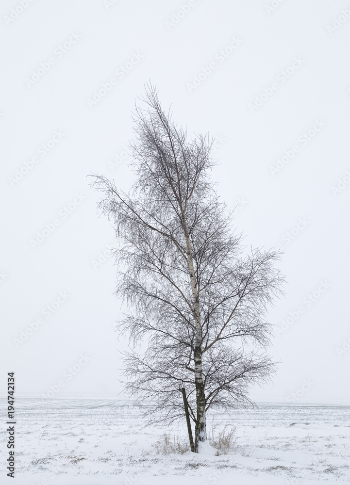 Fototapeta premium Silver Birch In Snow