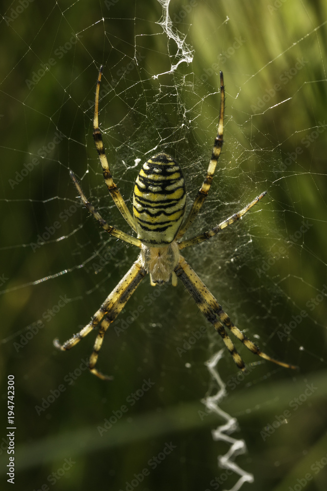 Wasp spider in web Wasp spider in web