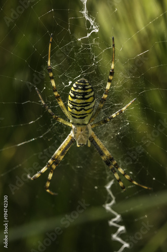 Wasp spider in web