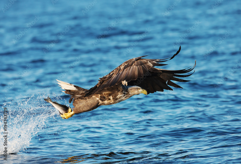 Obraz premium White-tailed sea Eagle with a fish in the claws