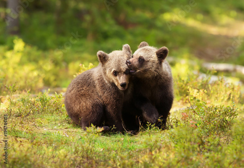 Two cute Eurasian brown bear cubs play-fighting