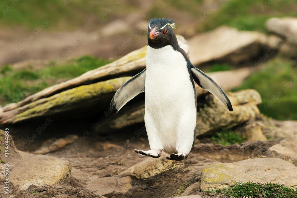 Obraz premium Close up of Southern rockhopper penguin hopping from the rocks