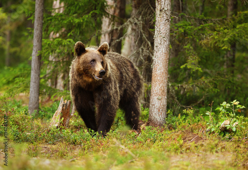 European brown bear male in boreal forest © giedriius