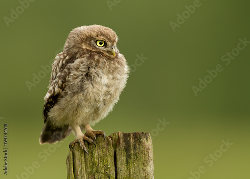 Juvenile Little owl perching on a post against green background, UK.