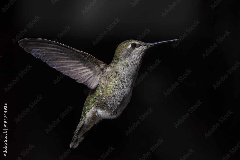 Fototapeta premium Anna's Hummingbird in Flight