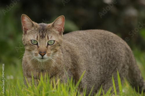 Gato atigrado por la hierba