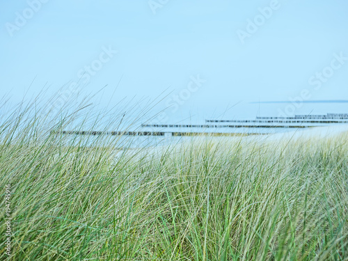 Ostseestrand bei Ahrenshoop mit Dünen mit Strandhafer im Vordergrund
