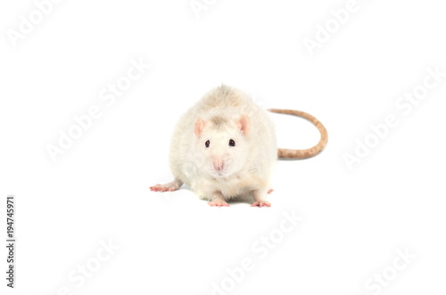 white cute rat isolated on a white background © raland