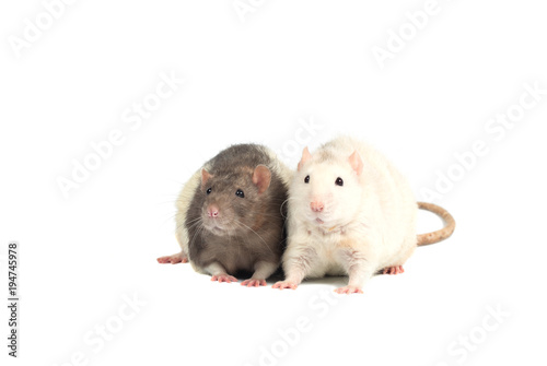 two cute rats isolated on a white background © raland