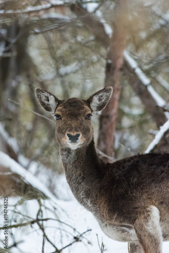 Ritratto di daino sulla neve