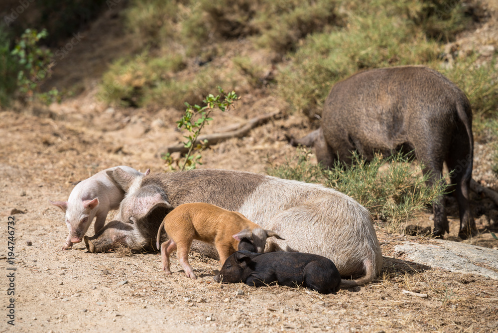 Les 3 petits cochons et leur mère Les 3 petits cochons et leur mère