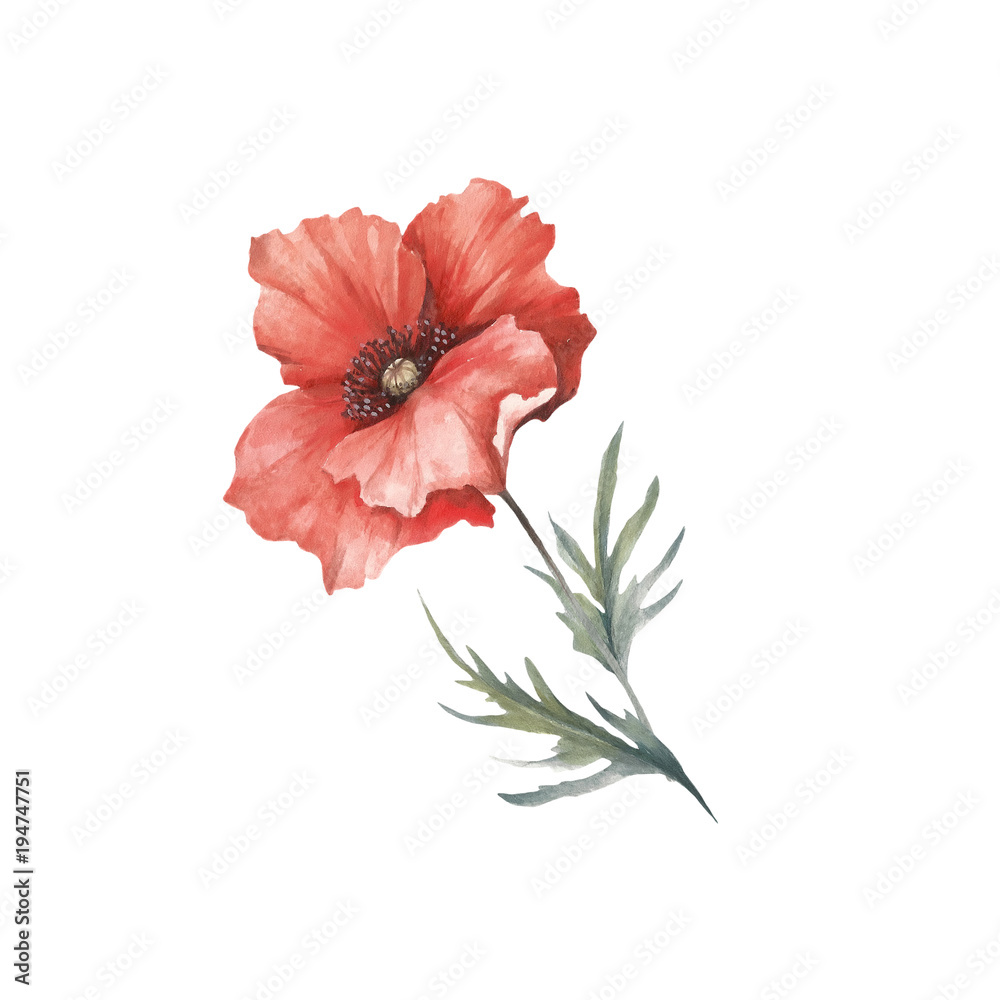 The image of a poppy. Hand draw watercolor illustration. The image of a poppy. Hand draw watercolor illustration.