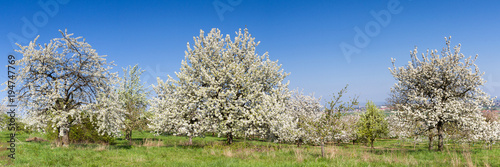 Apple and Cherry tree blossom near Ockstadt