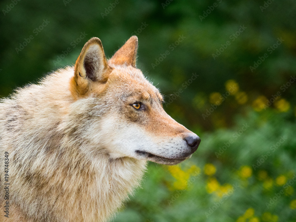 Wolf Białowieża