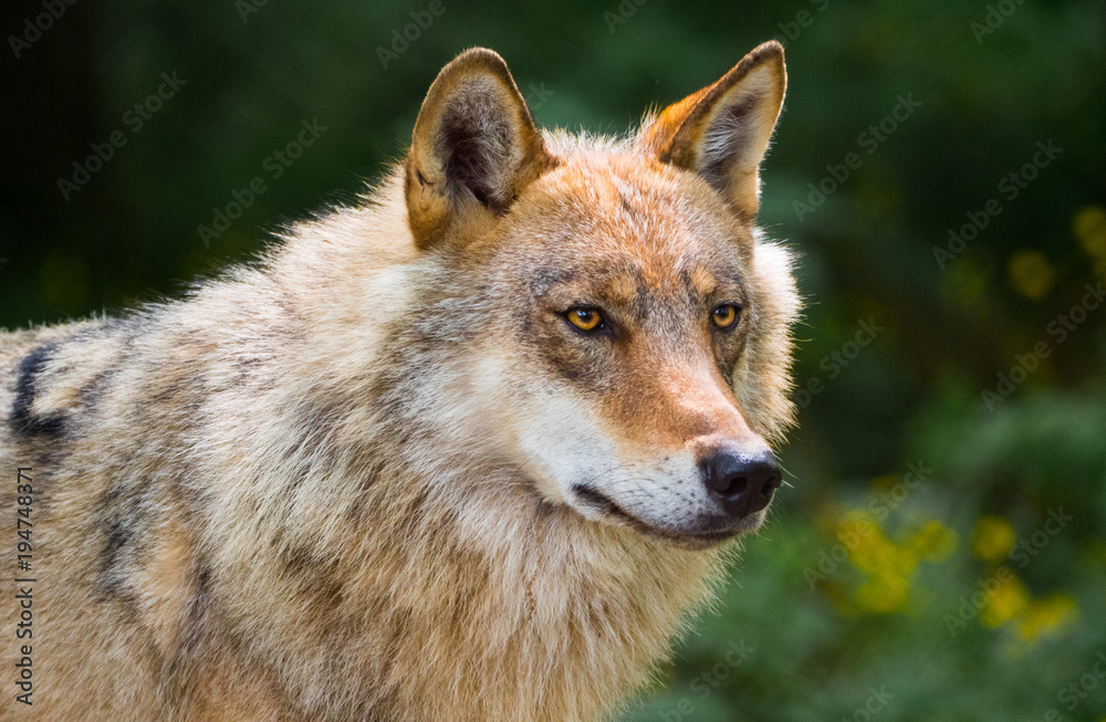 Obraz premium Wolf Białowieża