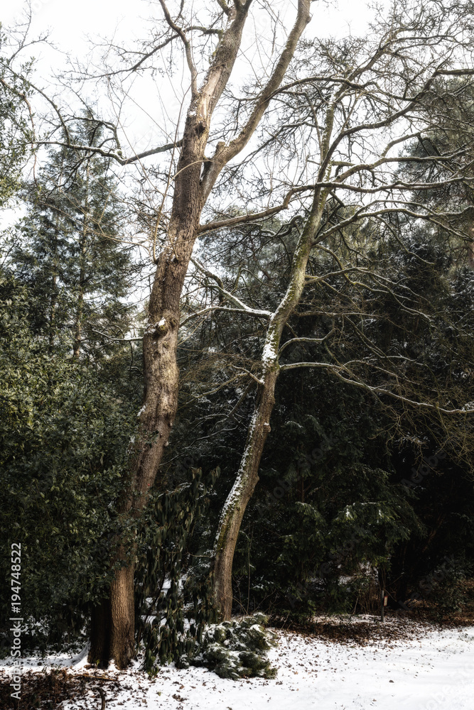Obraz premium Two Tree