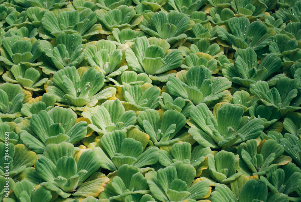 Green leaves pattern. Nature background Green leaves pattern. Nature background