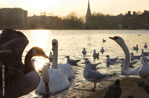 Fototapeta Naklejka Na Ścianę i Meble -  Swans and seagulls
