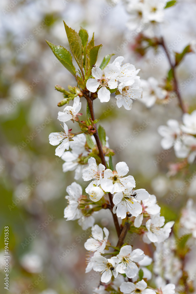Closeup of a branch of white cherry bloom