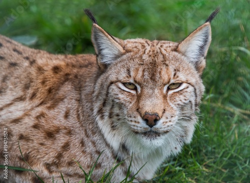 Eurasian lynx closeup