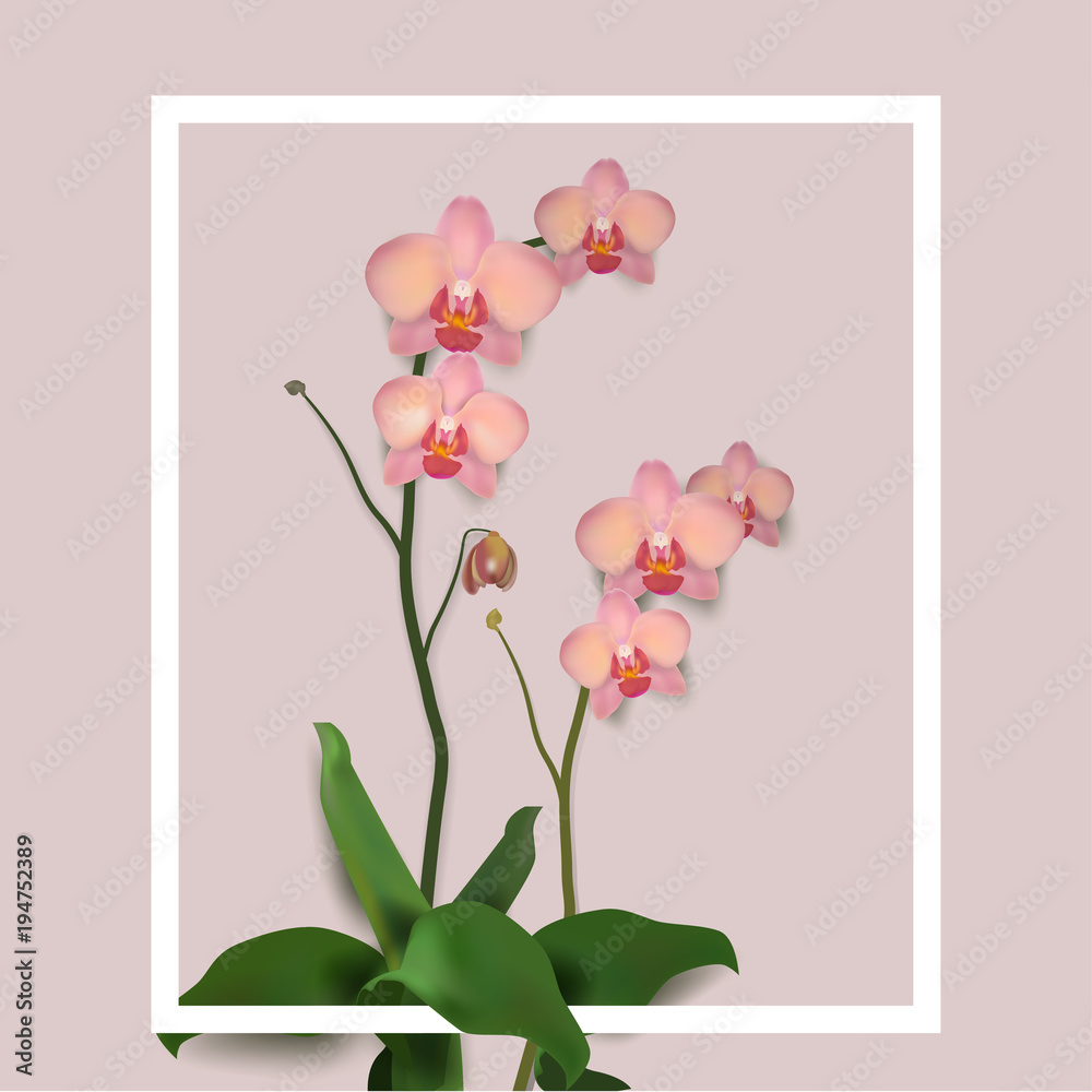 Flower Orchids Vector Illustration rose