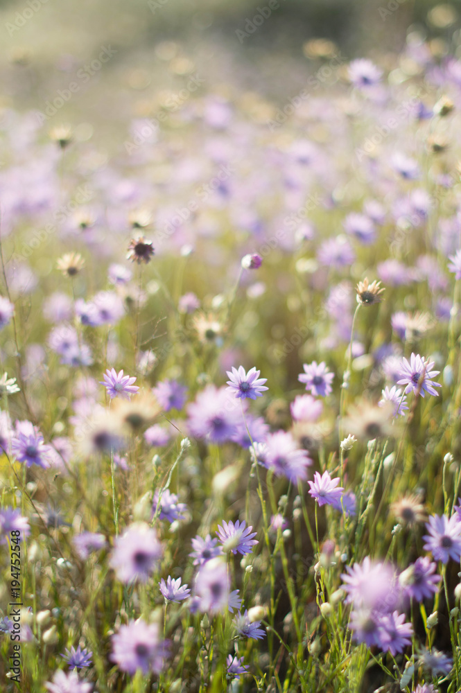 lilac flowers, purple flowers, wild flowers, field, summer, spring, nature lilac flowers, purple flowers, wild flowers, field, summer, spring, nature