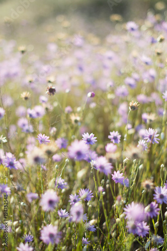 lilac flowers, purple flowers, wild flowers, field, summer, spring, nature