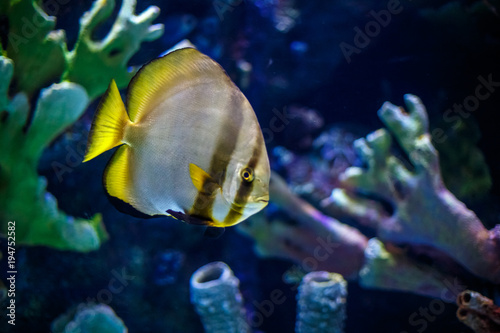 Closeup of a tropical fish swimming in aquarium
