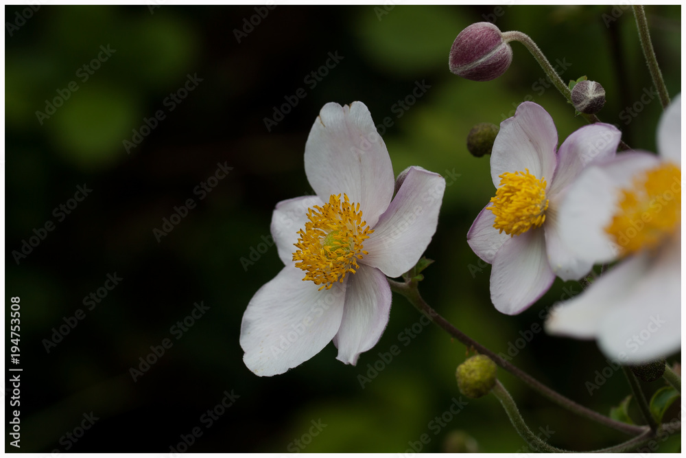 Obraz premium blume