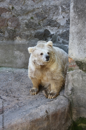 Bear in the zoo