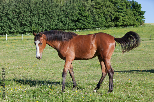Portrait of nice hot-blooded foal
