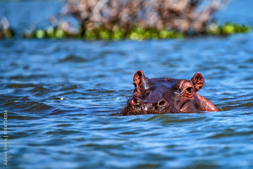 Fototapeta premium Close hippo or Hippopotamus amphibius in water