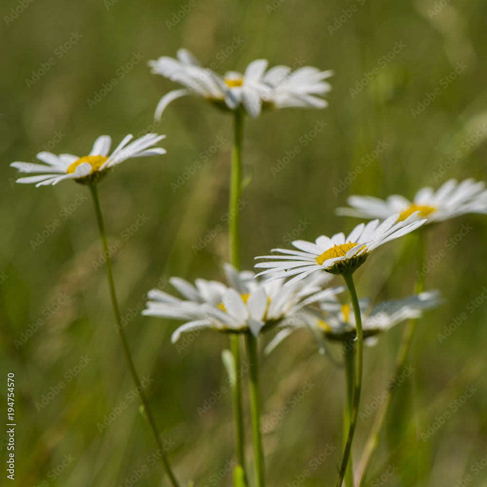daisy field flower on a grass background. daisy field flower on a grass background.