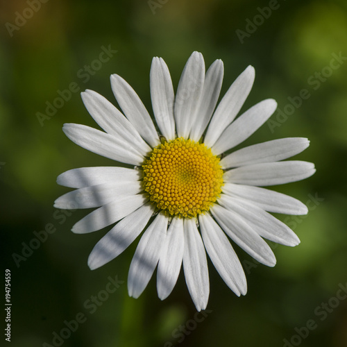 daisy field flower on a grass background.